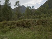 N, More og Romsdal, Fraena, Nosastolen 7, Saxifraga-Willem van Kruijsbergen