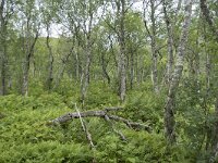 N, Nordland, Vagan, Djeveldalen 6, Saxifraga-Willem van Kruijsbergen