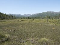 N, Troms, Senja, Anderdalen Nat Park 16, Saxifraga-Willem van Kruijsbergen