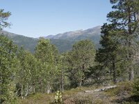 N, Troms, Senja, Anderdalen Nat Park 2, Saxifraga-Willem van Kruijsbergen