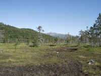 N, Troms, Senja, Anderdalen Nat Park 24, Saxifraga-Willem van Kruijsbergen