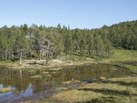 N, Troms, Senja, Anderdalen Nat Park 33, Saxifraga-Willem van Kruijsbergen