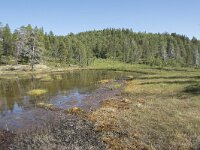 N, Troms, Senja, Anderdalen Nat Park 35, Saxifraga-Willem van Kruijsbergen