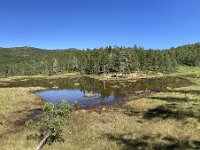 N, Troms, Senja, Anderdalen Nat Park 65, Saxifraga-Willem van Kruijsbergen
