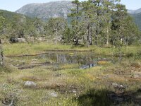 N, Troms, Senja, Anderdalen Nat Park 7, Saxifraga-Willem van Kruijsbergen