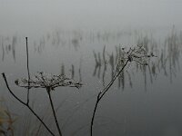 NL, Limburg, Horst aan de Maas, Mariapeel 7, Saxifraga-Marijke Verhagen