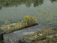NL, Noord-Brabant, 's Hertogenbosch, Moerputten 33, Saxifraga-Willem van Kruijsbergen