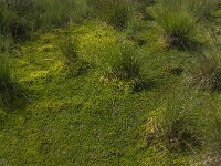 NL, Noord-Brabant, Asten, Astensche Peel 1, Saxifraga-Marijke Verhagen