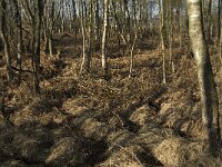 NL, Noord-Brabant, Asten, Groote Peel 14, Saxifraga-Jan van der Straaten