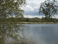 NL, Noord-Brabant, Boxtel, Kampina 17, Saxifraga-Marijke Verhagen