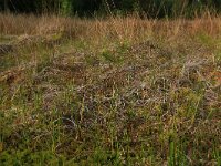NL, Overijssel, Ommen, Besthemmer Ven 17, Saxifraga-Hans Boll