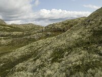 N, Innlandet, Sel, Holtjonne 4, Saxifraga-Willem van Kruijsbergen