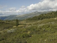 N, Innlandet, Sel, Holtjonnpiggen 6, Saxifraga-Willem van Kruijsbergen
