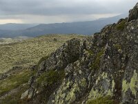 N, Innlandet, Sel, Karihaugen 8, Saxifraga-Willem van Kruijsbergen