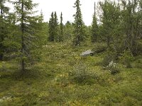 N, Innlandet, Sel, Mysuseter 14, Saxifraga-Willem van Kruijsbergen