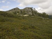 N, Innlandet, Sel, Mysuseter 17, Saxifraga-Willem van Kruijsbergen