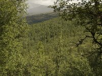 N, Innlandet, Sel, Mysuseter 3, Saxifraga-Willem van Kruijsbergen