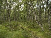 N, Innlandet, Sel, Mysuseter 9, Saxifraga-Willem van Kruijsbergen