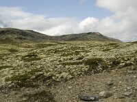 N, Innlandet, Sel, Peer Gynt Hytta 30, Saxifraga-Willem van Kruijsbergen