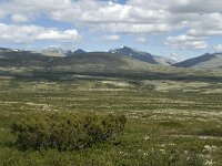 N, Innlandet, Sel, Peer Gynt Hytta 7, Saxifraga-Jan van der Straaten