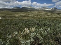 N, Innlandet, Sel, Rondvassbu 12, Saxifraga-Jan van der Straaten