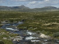 N, Innlandet, Sel, Rondvassbu 4, Saxifraga-Jan van der Straaten