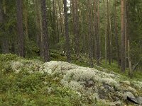 N, Innlandet, Sel, Sjoa 4, Saxifraga-Willem van Kruijsbergen