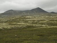 N, Innlandet, Sel, Smiubelgin 4, Saxifraga-Willem van Kruijsbergen.