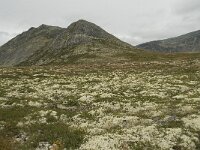 N, Innlandet, Sel, Solsidevassberget 6, Saxifraga-Willem van Kruijsbergen