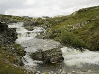 N, Innlandet, Sel, Vesle Ula 4, Saxifraga-Willem van Kruijsbergen