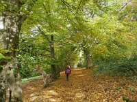 NL, Limburg, Gulpen-Wittem, Groote Bosch N of Slenaken 1, Saxifraga-Tom Heijnen