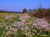 NL, Drenthe, De Wolden, Echten 6, Saxifraga-Hans Dekker