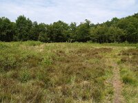 NL, Drenthe, Noordenveld, Maatlanden Roden 1, Saxifraga-Hans Dekker