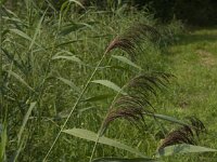 NL, Limburg, Weert, Wijfelterbroek 16, Saxifraga-Jan van der Straaten