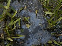 NL, Noord-Brabant, Altena, Pompveld 14, Saxifraga-Jan van der Straaten