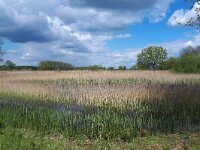 NL, Noord-Brabant, Bergeijk, Visvijvers Bergeijk (Liskes) 21, Saxifraga-Tom Heijnen