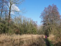 NL, Noord-Brabant, Bladel, Beersbroek 13, Saxifraga-Tom Heijnen