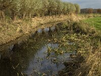 NL, Noord-Brabant, Meierijstad, Nijnsel, Dommelbeemden 35, Saxifraga-Jan van der Straaten
