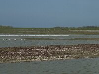NL, Noord-Holland, Texel, Utopia 1, Saxifraga-Willem van Kruijsbergen