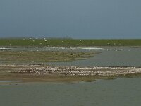 NL, Noord-Holland, Texel, Utopia 2, Saxifraga-Willem van Kruijsbergen