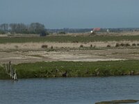 NL, Noord-Holland, Texel, Wagejot 3, Saxifraga-Willem van Kruijsbergen