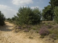 NL, Limburg, Weert, Loozerheide 17, Saxifraga-Jan van der Straaten