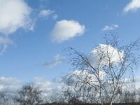 NL, Noord-Brabant, Heusden, Loonse en Drunense Duinen 91, Saxifraga-Willem van Kruijsbergen
