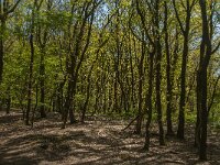 NL, Noord-Brabant, Land van Cuijk, Vortumse Bergjes 2, Saxifraga-Jan van der Straaten