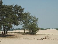 NL, Noord-Brabant, Loon op Zand, Loonse Duinen 7, Saxifraga-Marijke Verhagen