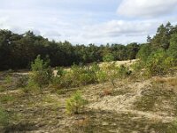 NL, Noord-Brabant, Vught, Loonse en Drunense duinen 1, Saxifraga-Roel Meijer  Small sanddrift in forest : forest, nature natural, nature reserve, rural landscape, sand, sanddrift, sandypine, tree, trees, wood