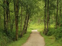 NL, Friesland, Schiermonnikoog 85, Saxifraga-Dirk Hilbers