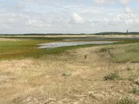 NL, Friesland, Terschelling, Noordsvaarder 6, Saxifraga-Hans Boll