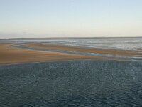 NL, Friesland, Terschelling, Terschellinger wad 12, Saxifraga-Hans Boll