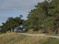 NL, Friesland, Terschelling, West-Terschelling 13, Saxifraga-Jan van der Straaten
